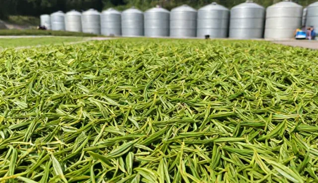 老伯茶叶的使用与维护建议：适用场景与限制分析