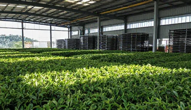配送:老伯茶叶使用维护中的常见问题与处理方法